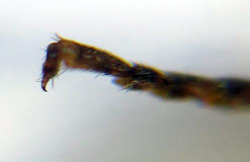 Réf. 313 614 : Euura sp.