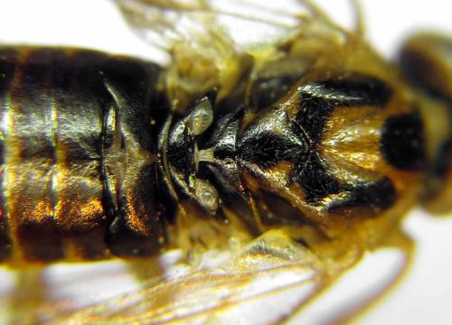 Réf. 313 257 : Euura clitellata