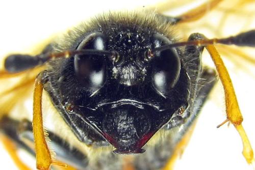 Réf. 313 237 : Trichiosoma aenescens
