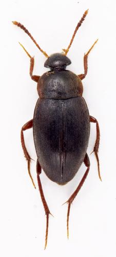 Réf. 313 063 : Catops sp.