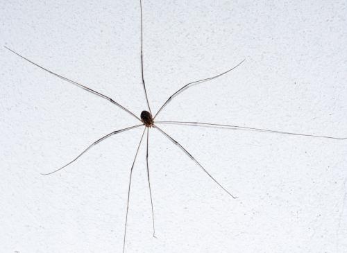 Leiobunum sp.
