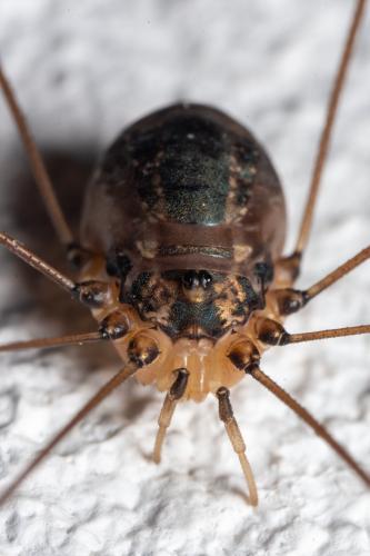 Leiobunum sp.