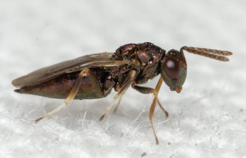 Pteromalini