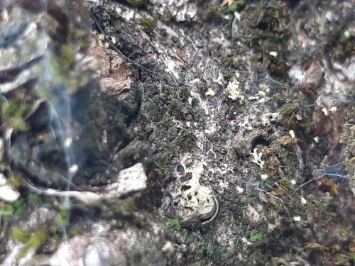 Réf. 313 428 : Eotetranychus sp.
