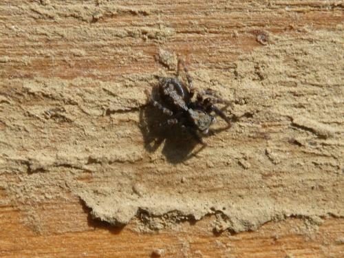 Pseudeuophrys lanigera