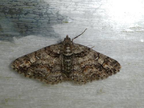 Réf. 313 849 : Cleora cinctaria
