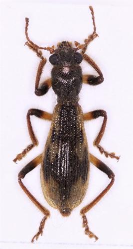 Ekisius vitreus