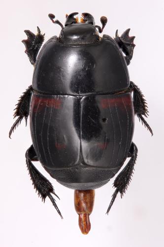 Hister quadrimaculatus
