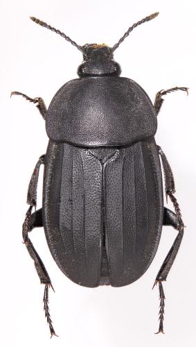 Réf. 313 027 : Silpha obscura