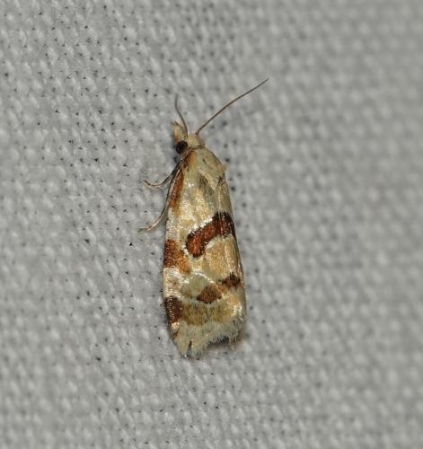 Réf. 313 830 : Aethes sp.