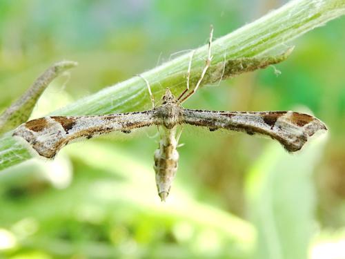 Platyptilia gonodactyla