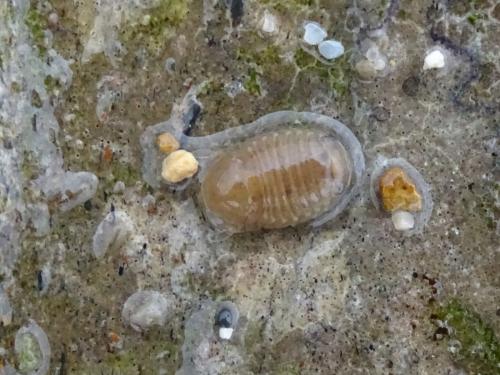 Sphaeroma serratum
