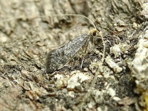 Réf. 313 280 : Nematopogon robertella