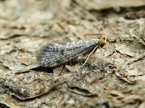 Réf. 313 281 : Nematopogon robertella