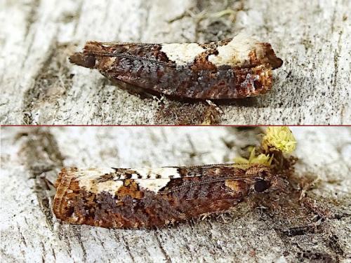 Epinotia trigonella