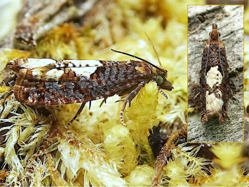 Réf. 313 426 : Epinotia trigonella