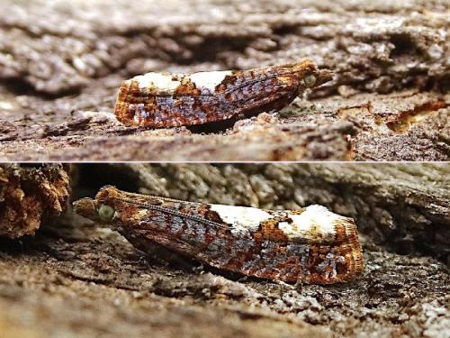 Réf. 313 427 : Epinotia trigonella