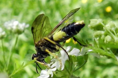 Tenthredo temula