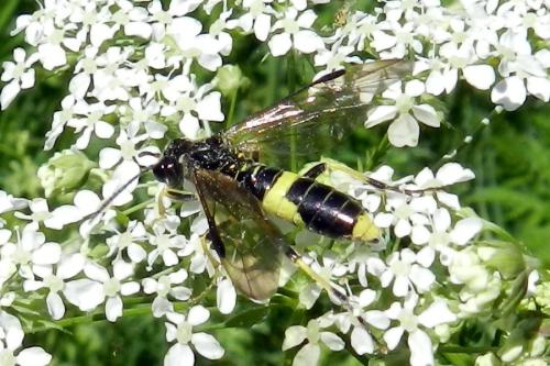 Réf. 313 154 : Tenthredo temula