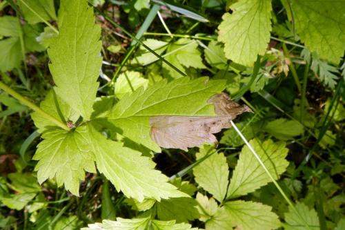 Réf. 313 640 : Metallus lanceolatus