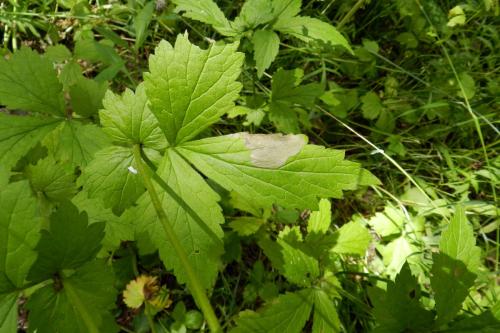 Réf. 313 641 : Metallus lanceolatus