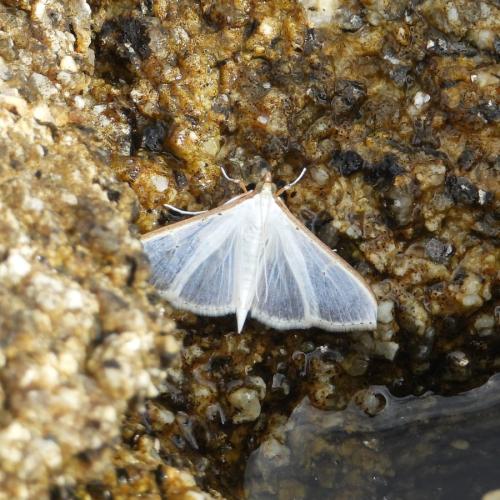 Palpita vitrealis