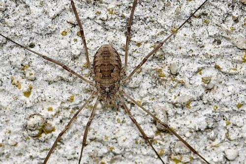 Réf. 313 778 : Phalangium opilio