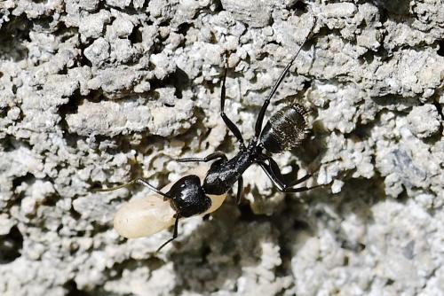 Réf. 313 507 : Camponotus vagus