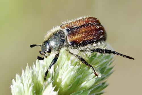 Anisoplia villosa