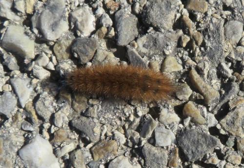 Arctiinae