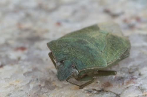 Nezara viridula