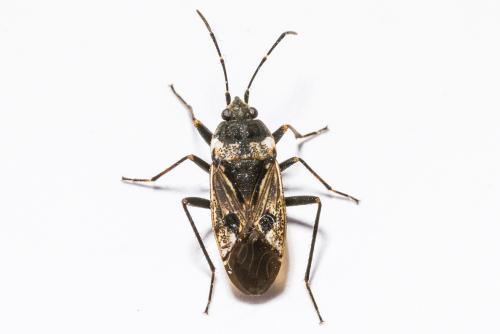 Rhyparochromus vulgaris
