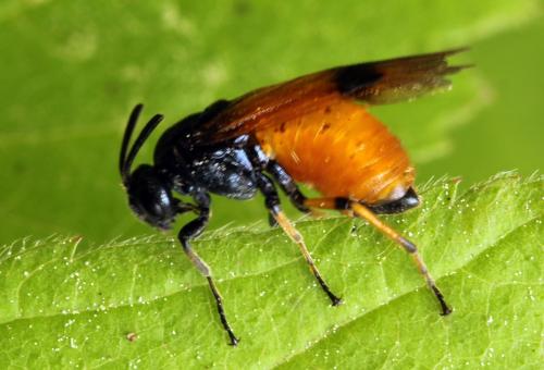 Arge cyanocrocea