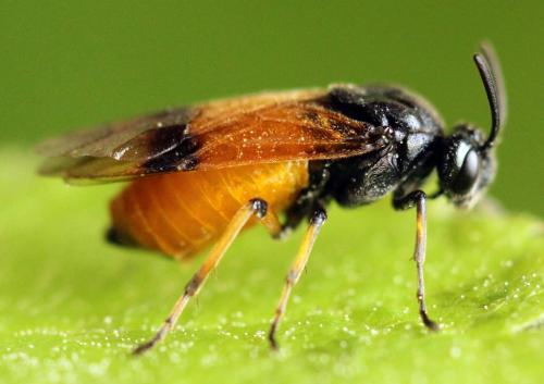 Arge cyanocrocea