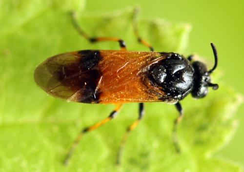 Arge cyanocrocea