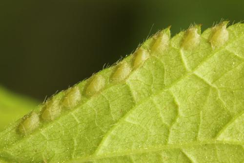 Arge cyanocrocea