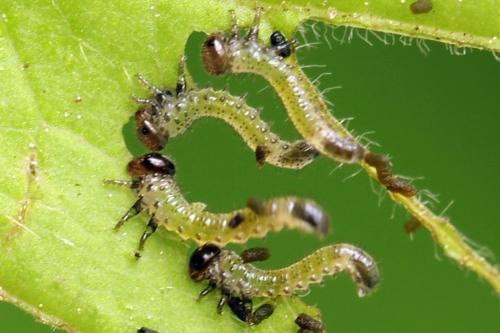 Réf. 313 322 : Arge cyanocrocea