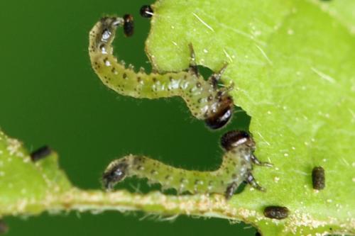 Réf. 313 323 : Arge cyanocrocea