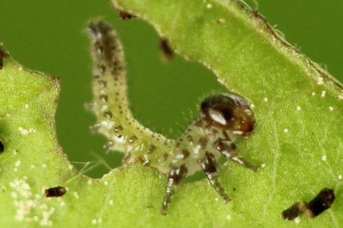 Réf. 313 324 : Arge cyanocrocea