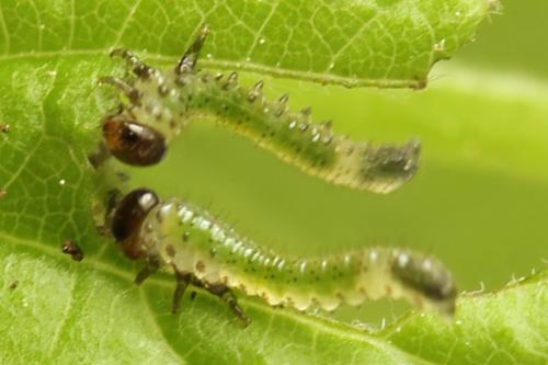 Réf. 313 325 : Arge cyanocrocea
