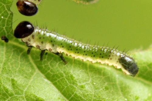 Réf. 313 326 : Arge cyanocrocea