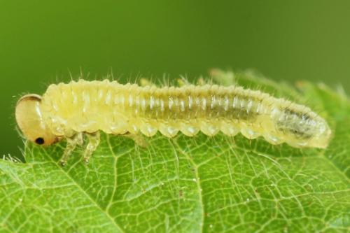 Réf. 313 327 : Arge cyanocrocea