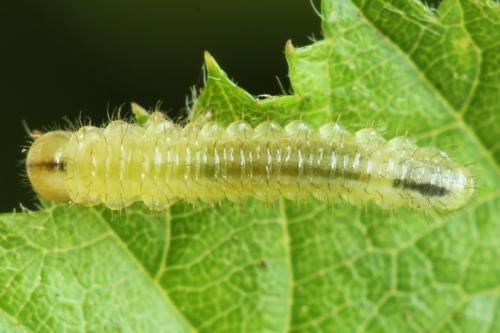Réf. 313 328 : Arge cyanocrocea