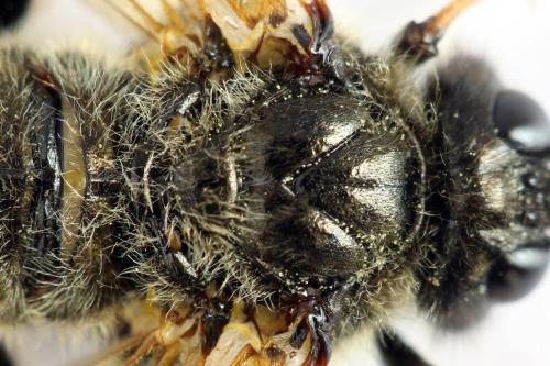 Réf. 313 223 : Trichiosoma aenescens