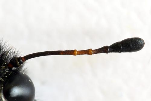Réf. 313 226 : Trichiosoma aenescens