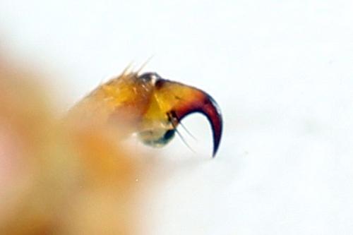 Trichiosoma aenescens