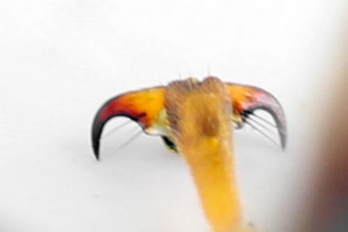 Réf. 313 228 : Trichiosoma aenescens