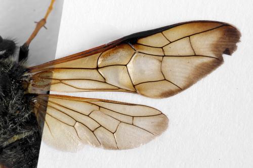 Réf. 313 230 : Trichiosoma aenescens
