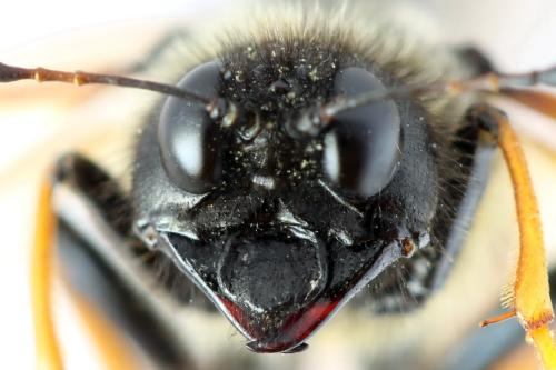 Réf. 313 231 : Trichiosoma aenescens
