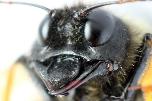 Réf. 313 232 : Trichiosoma aenescens